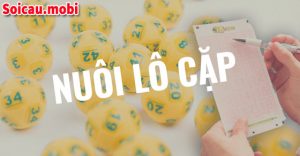 Nuôi lô cặp hiệu quả nhất